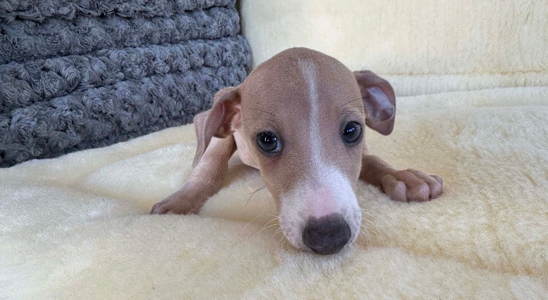 Italian greyhound puppy.