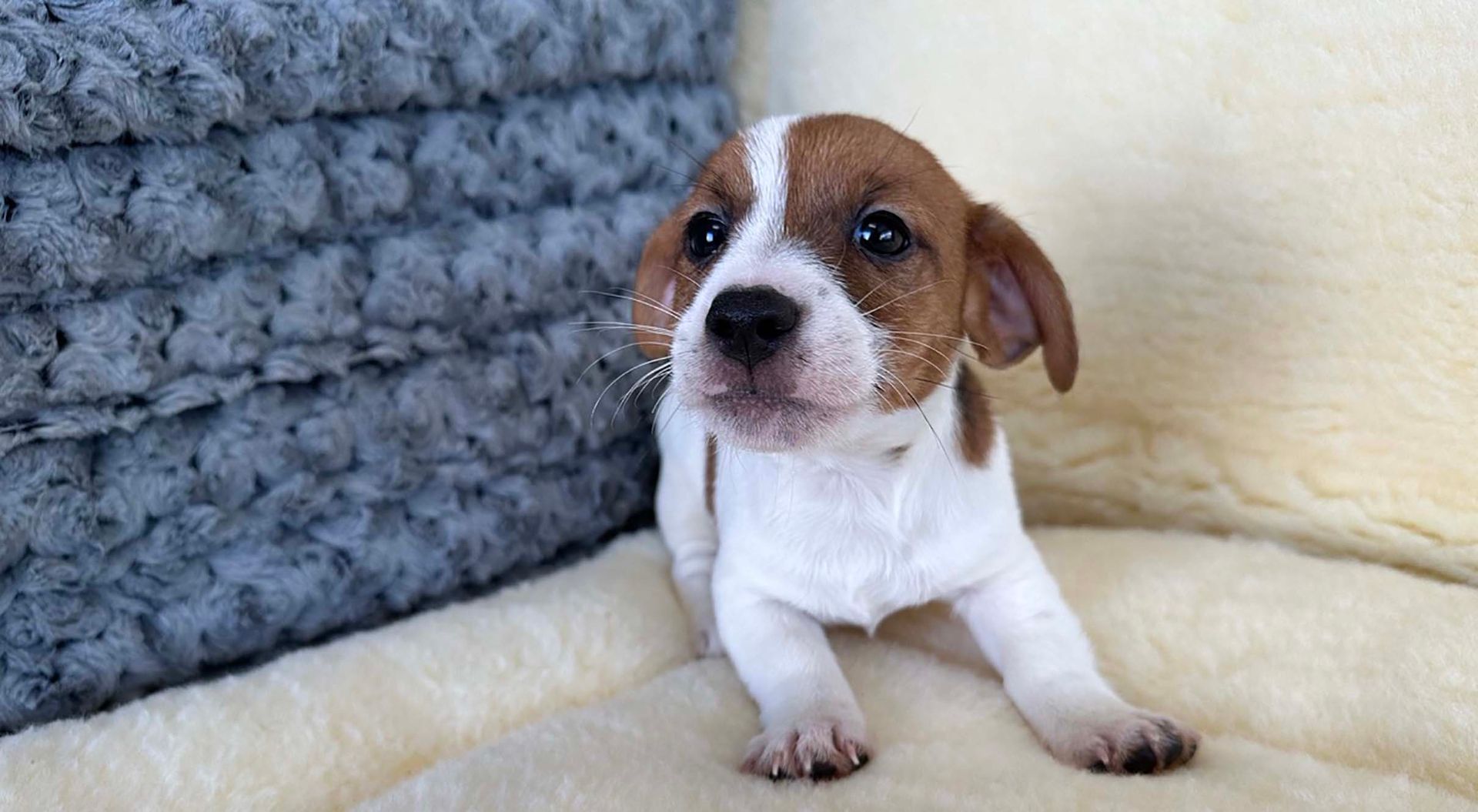 Jack Russell puppy.