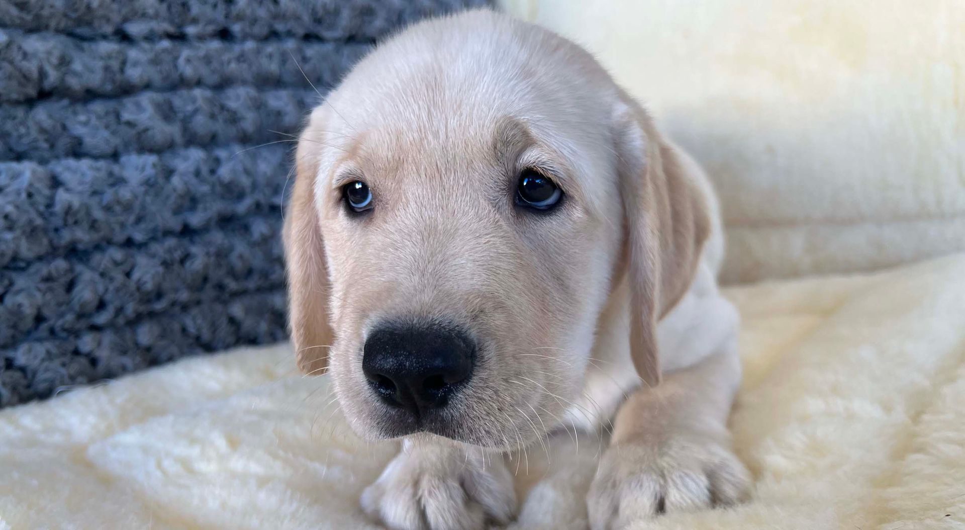 labrador retriever puppy.