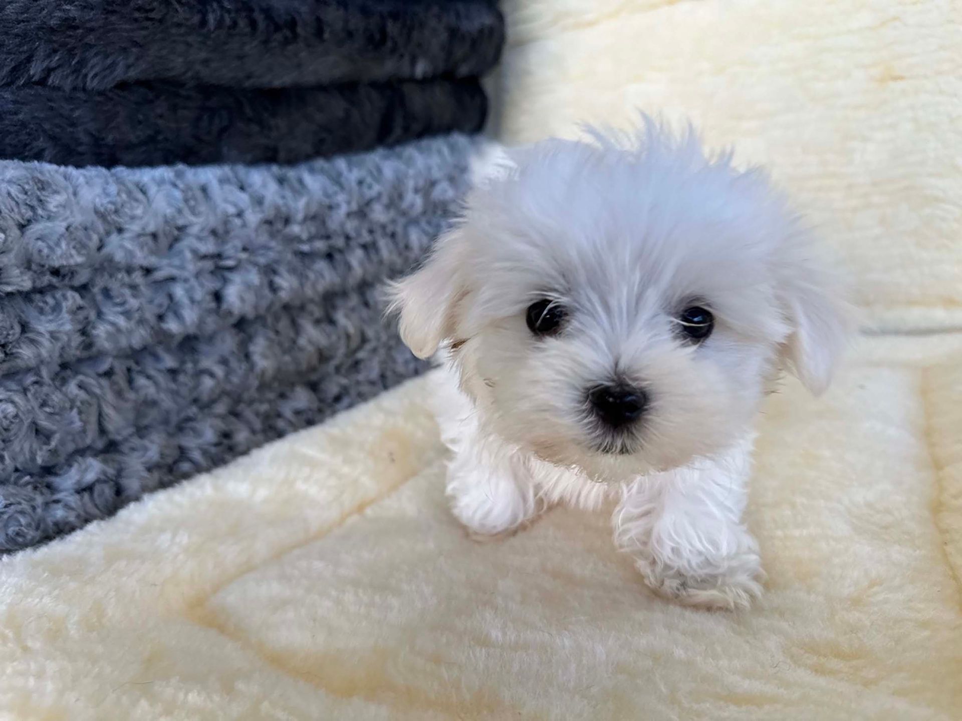 maltese puppy.