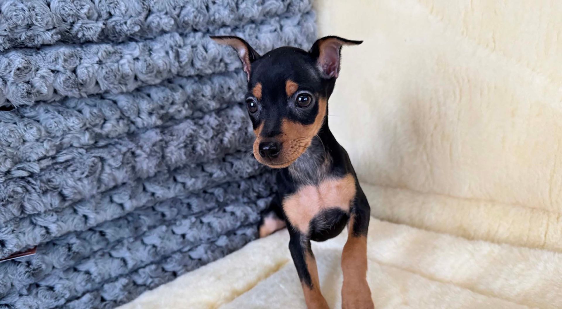 miniature pinscher puppy.
