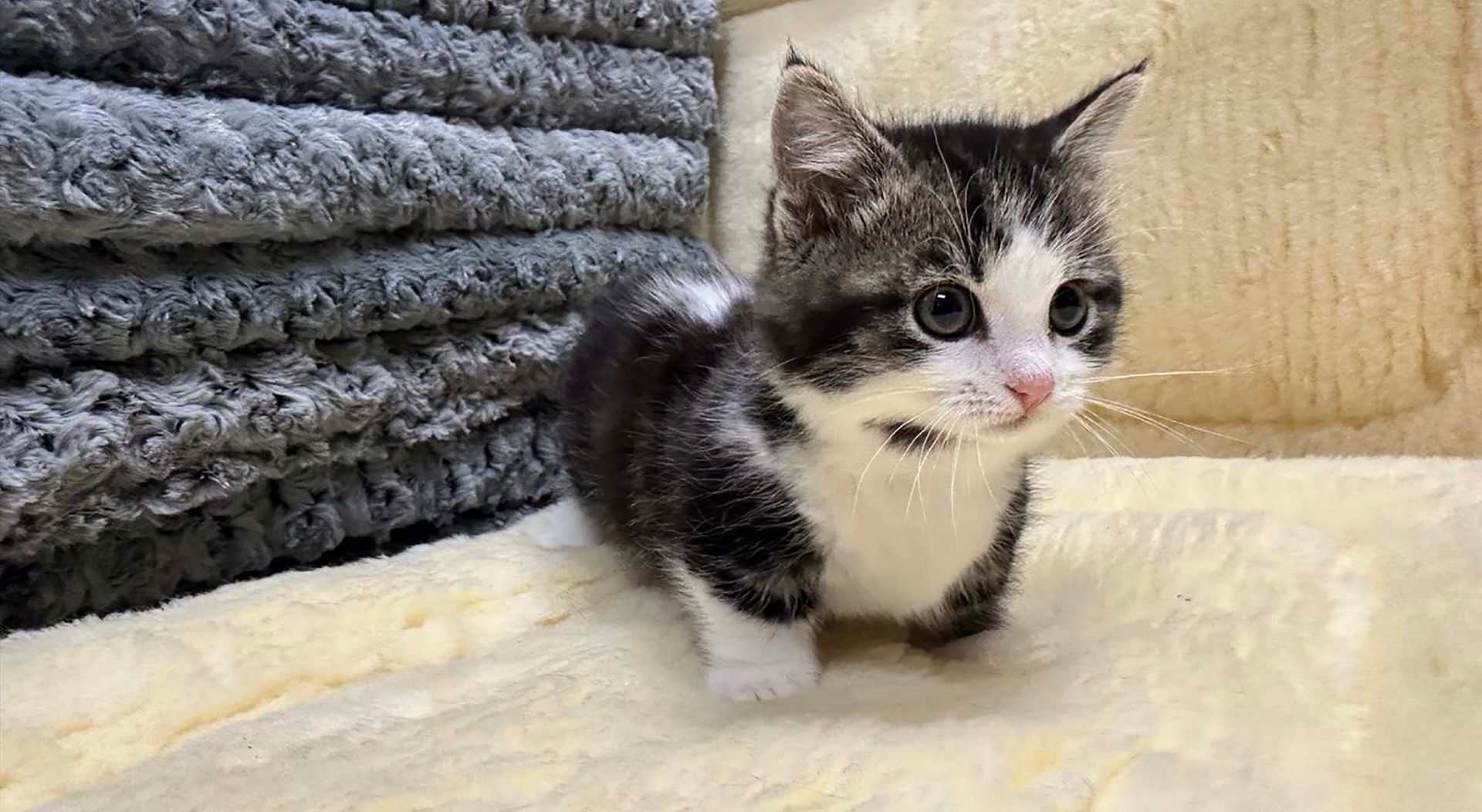 munchkin kittens for sale connecticut