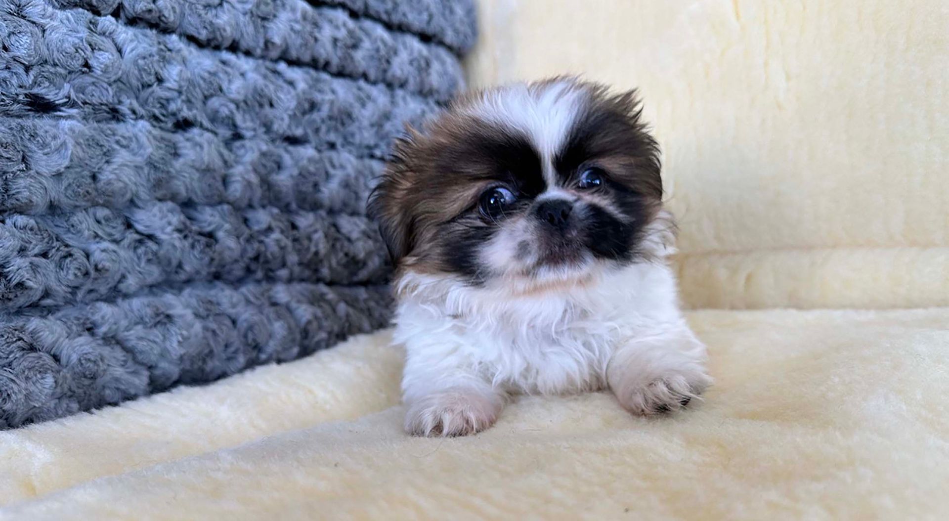Pekingese puppy.