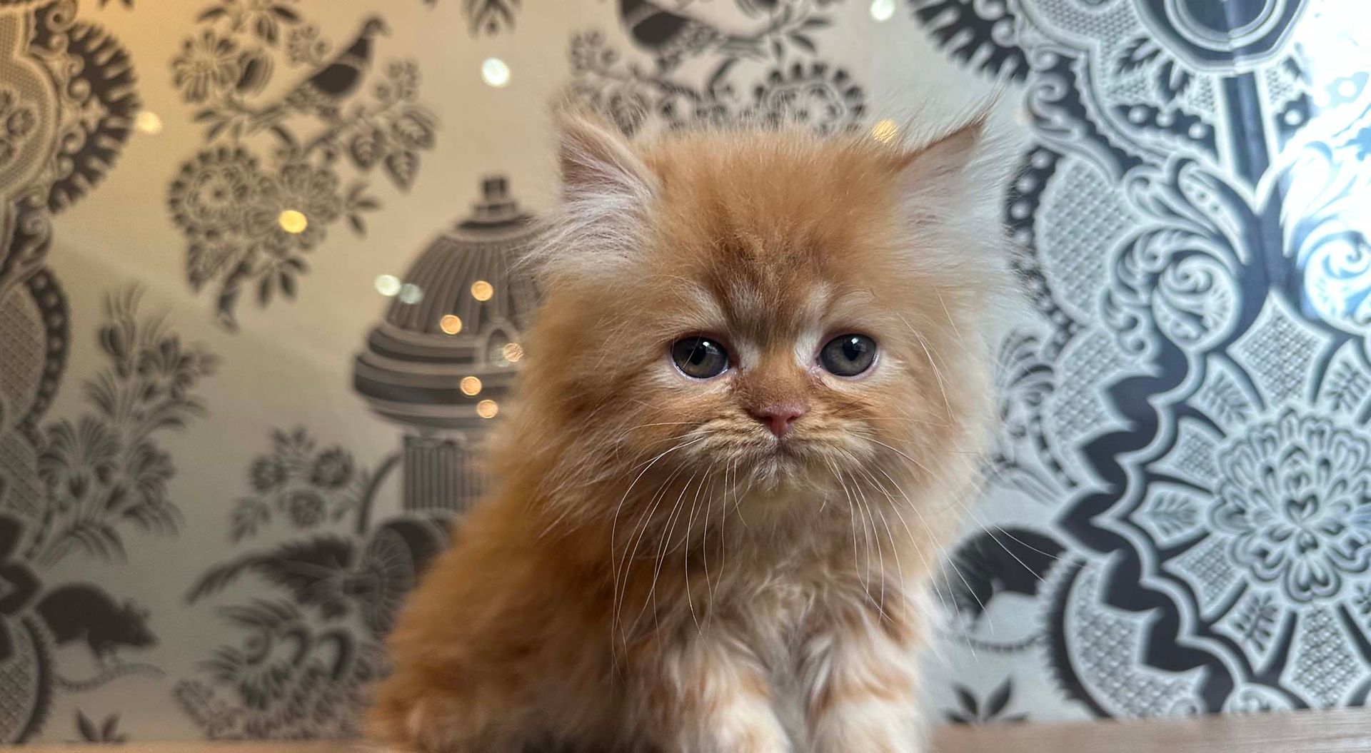persian kittens for sale connecticut