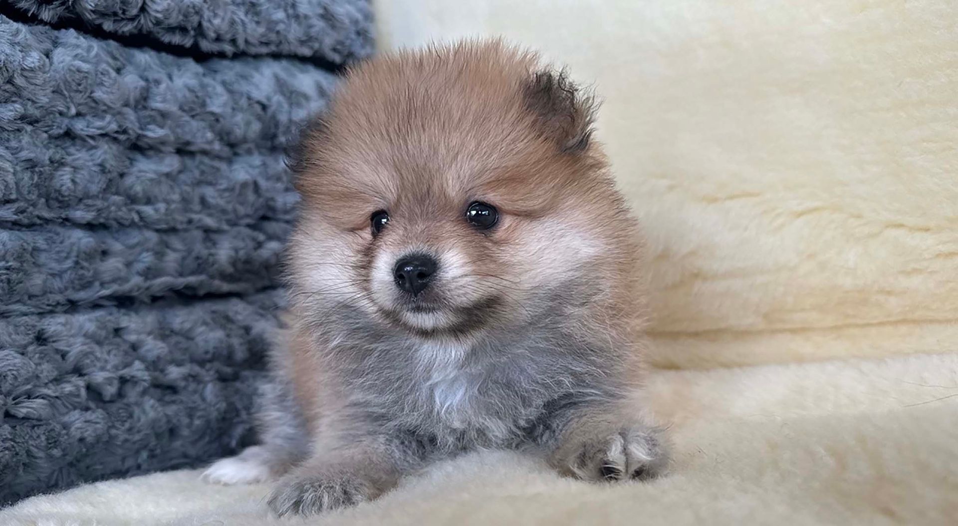 Pomeranian puppy.