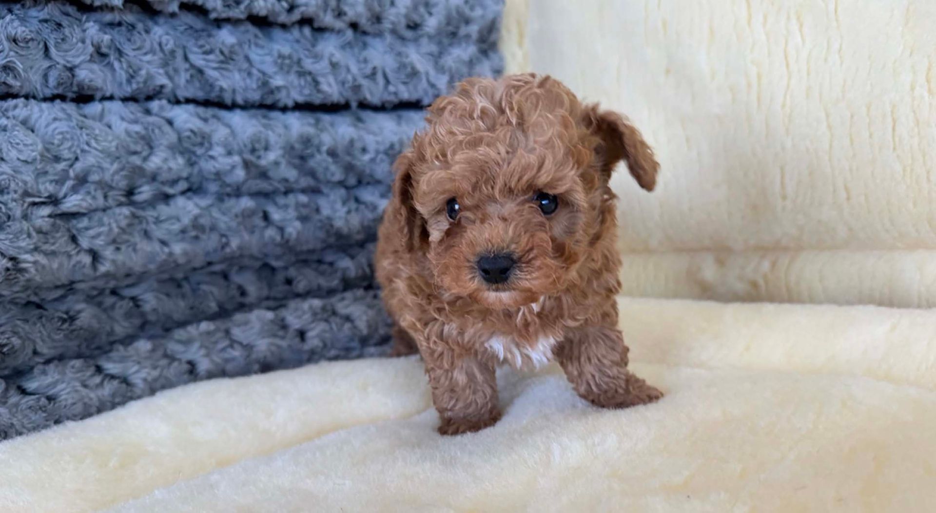 Poodle puppy.