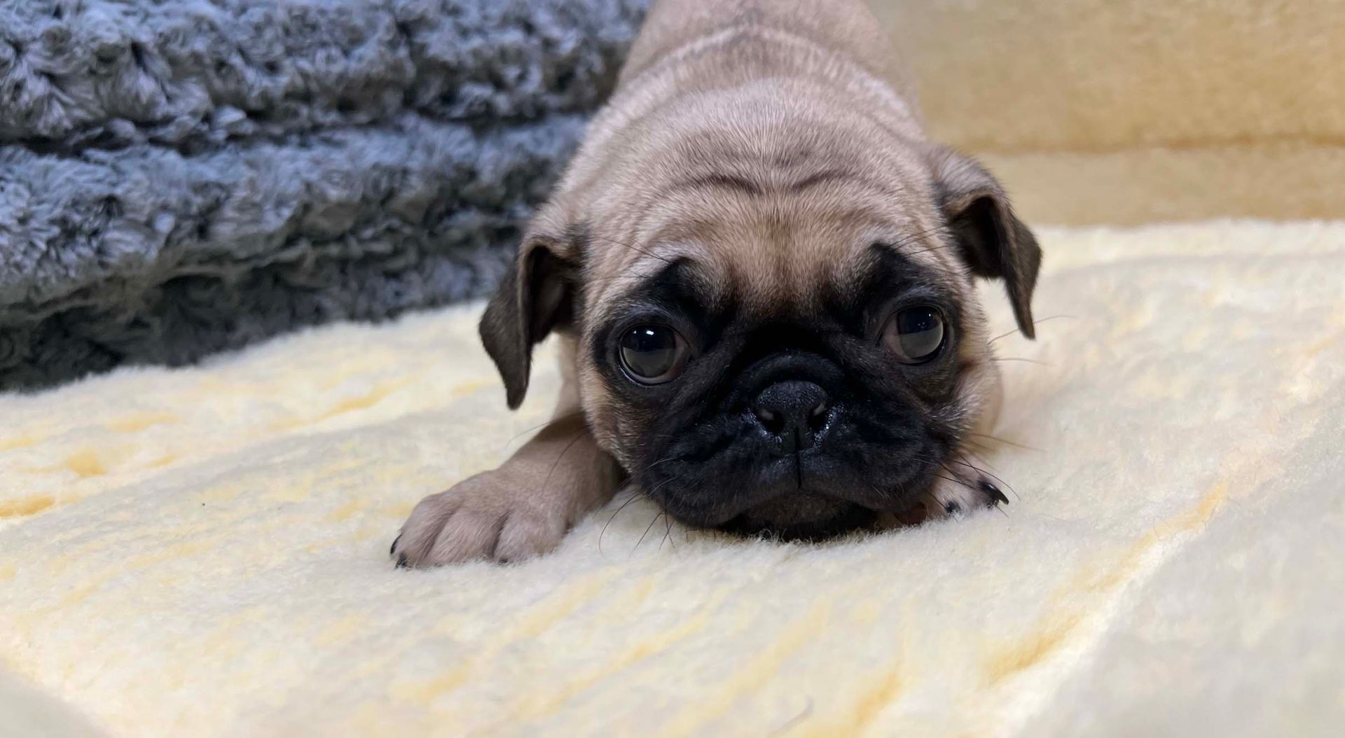 pug puppy.