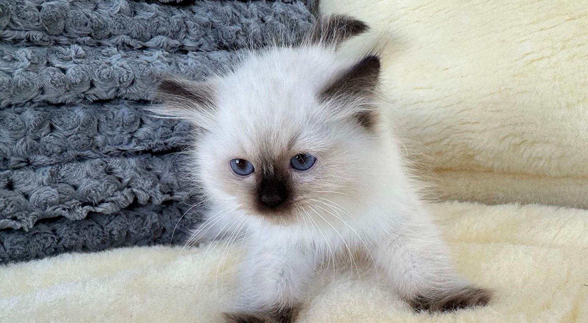 ragdoll kittens for sale connecticut