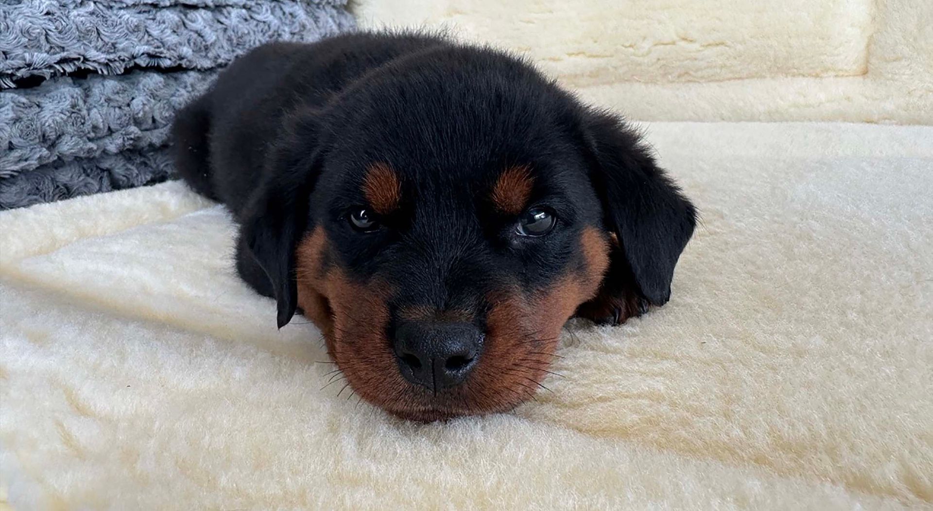 Rottweiler puppy.