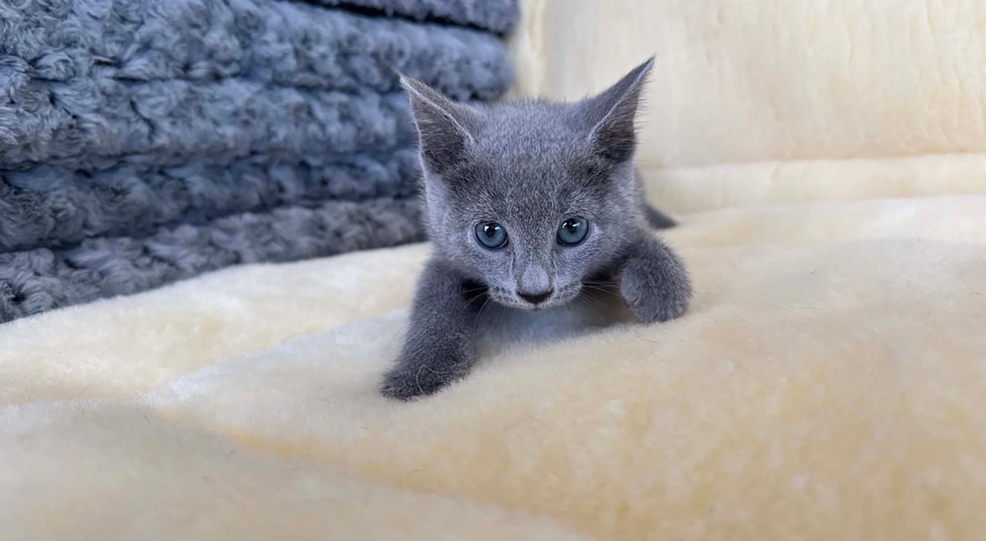 russian blue kittens for sale connecticut