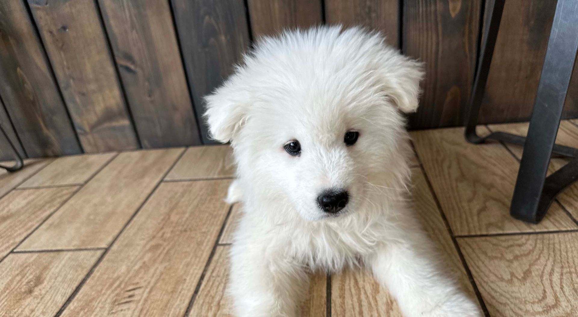 Samoyed puppy
