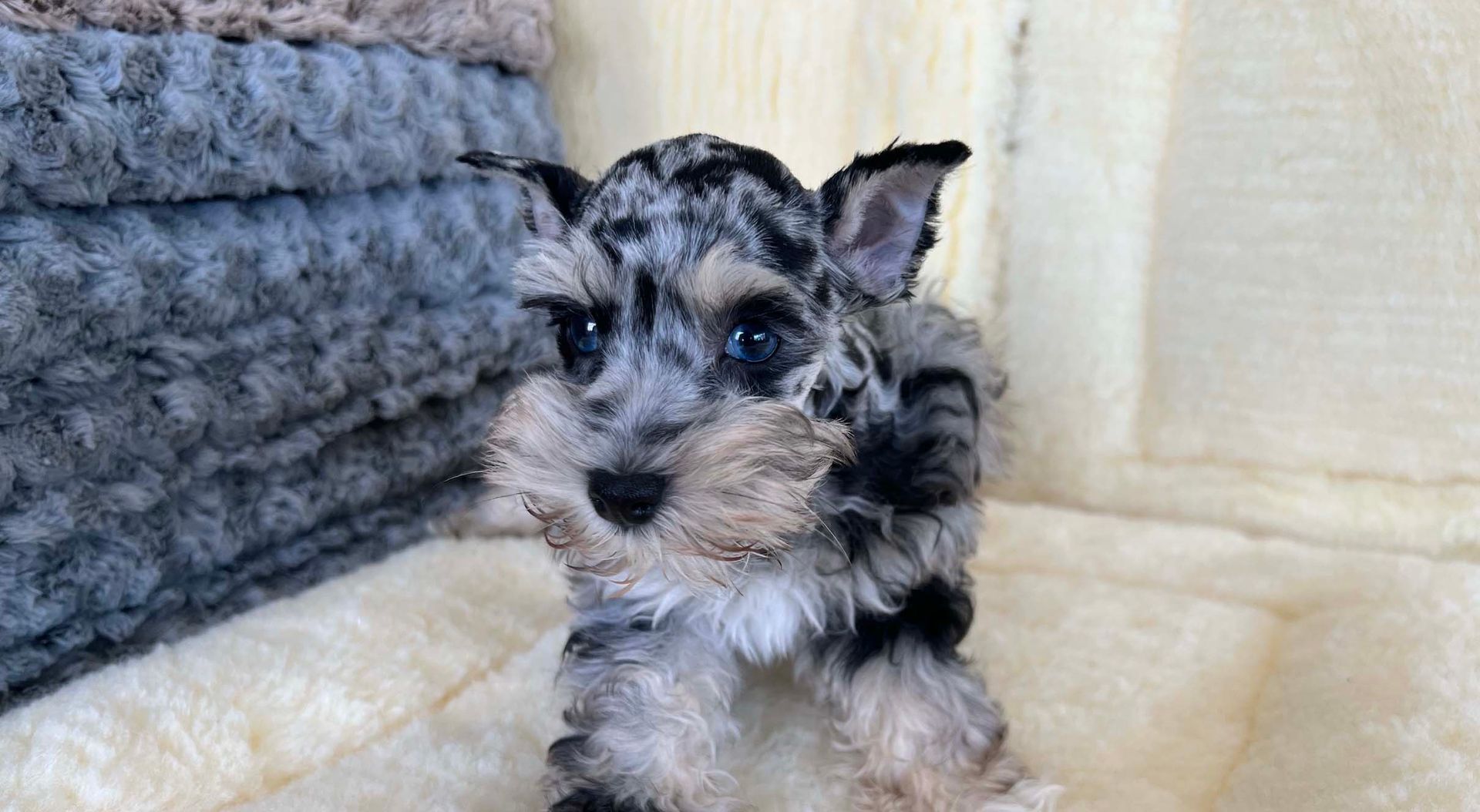 Schnauzer puppy