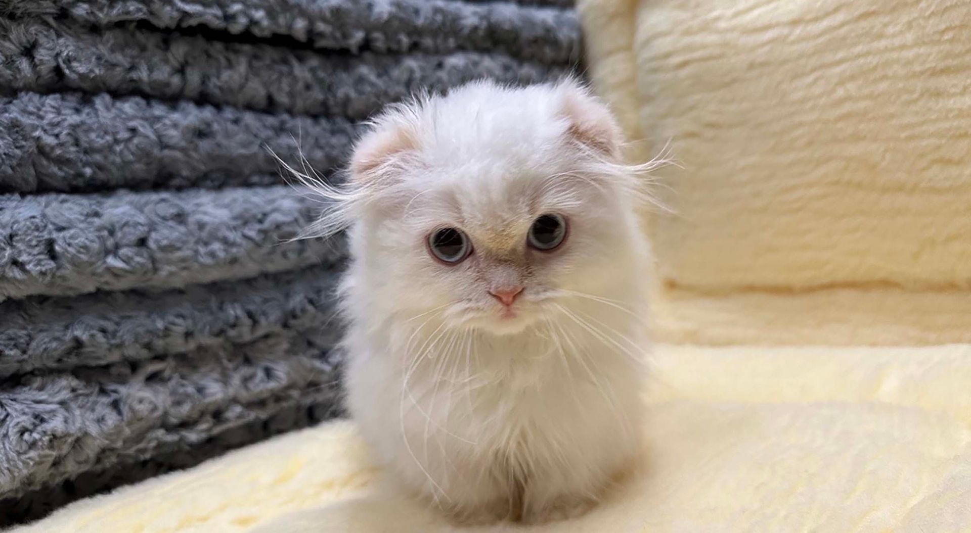 scottish fold kittens for sale connecticut