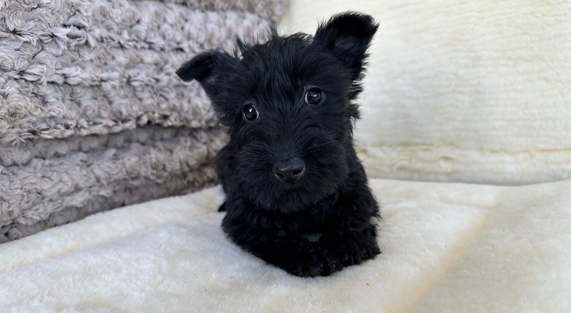 Scottish terrier puppy.