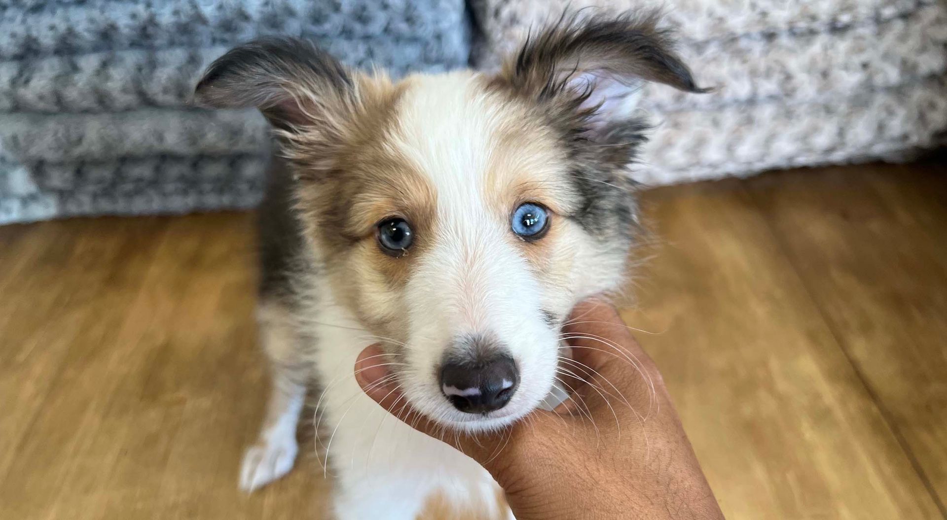 Sheltie puppy