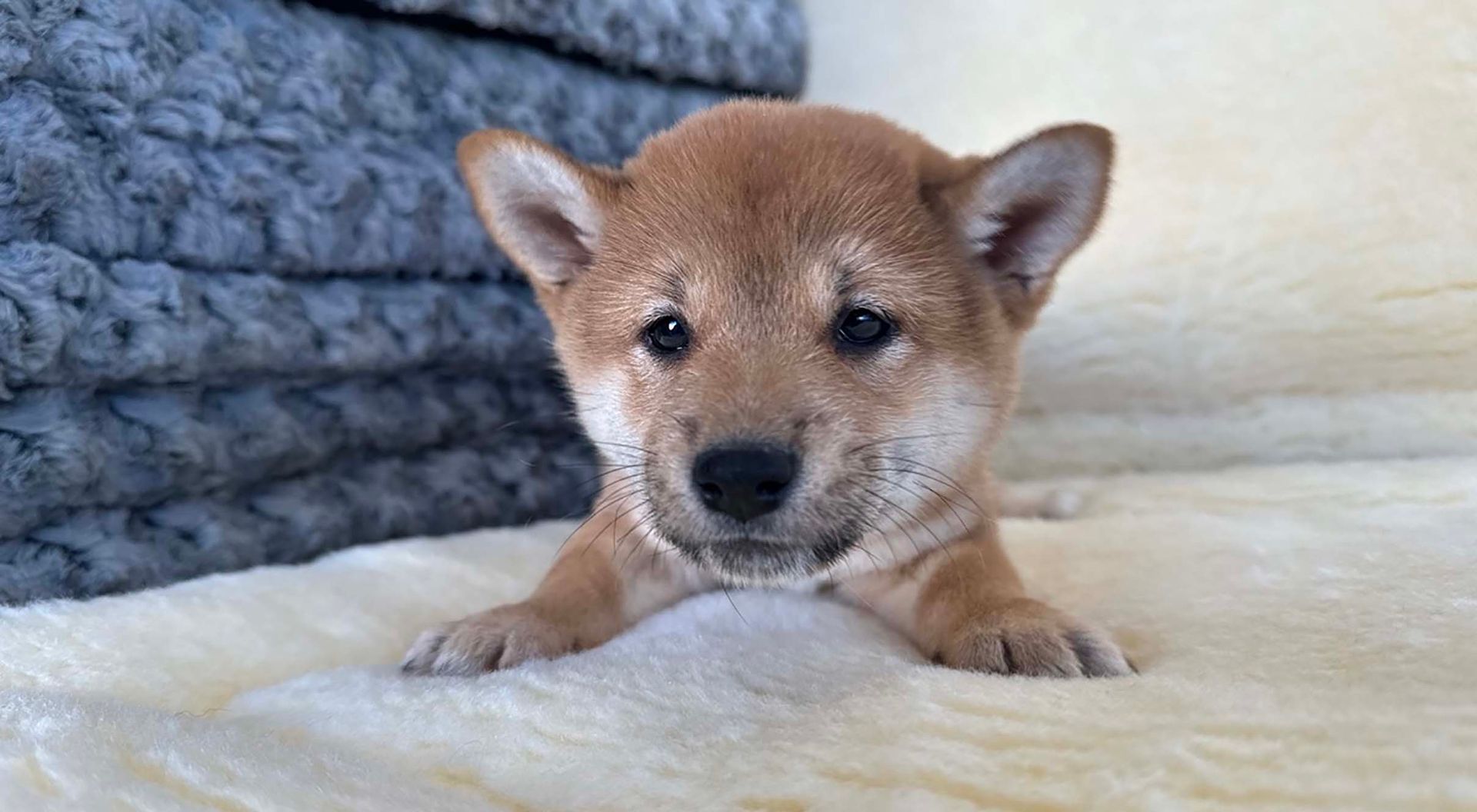 Shiba Inu puppy