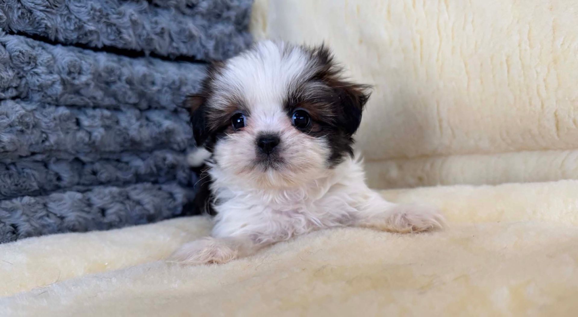 Shih Tzu puppy.