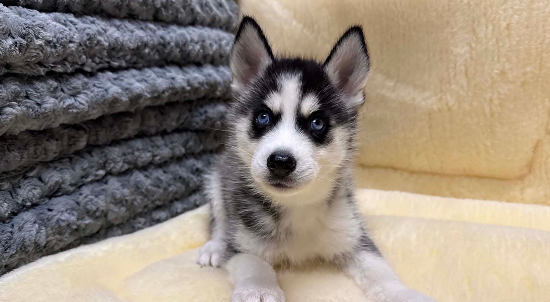 siberian husky puppy.