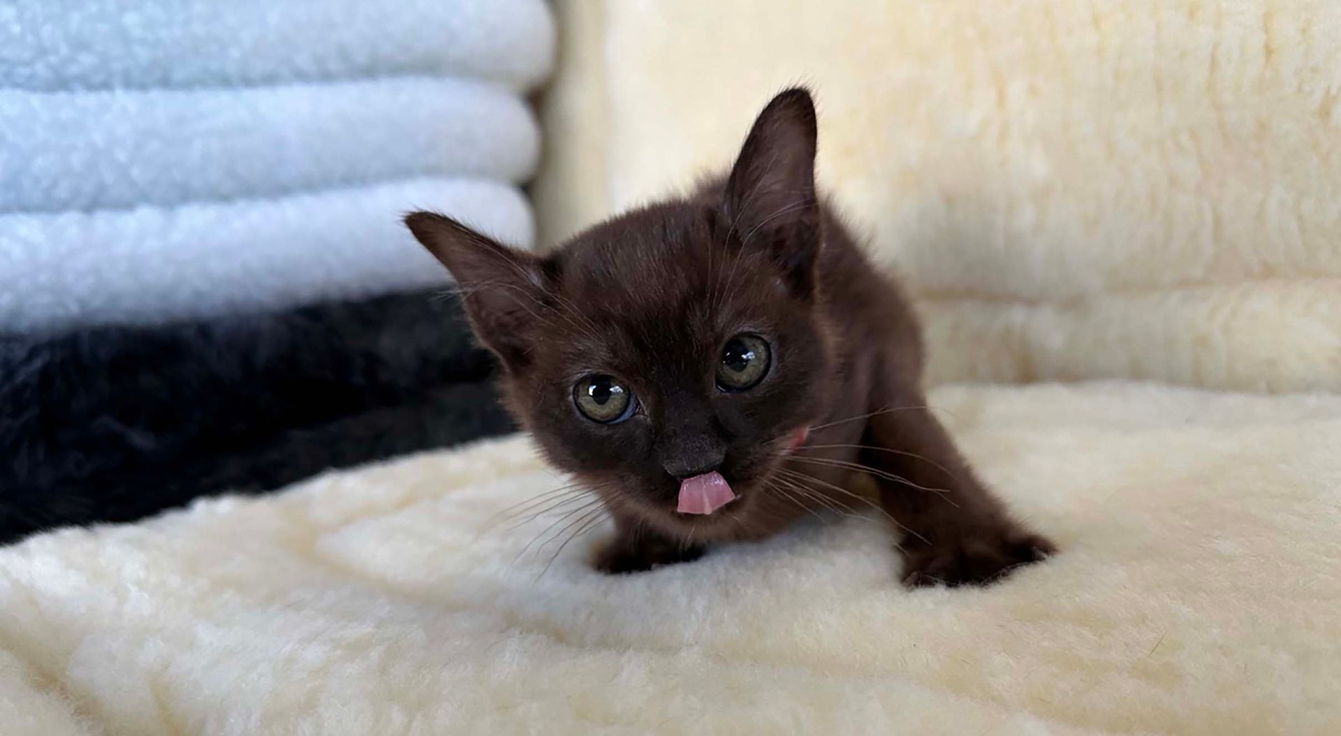 tonkinese kittens for sale connecticut