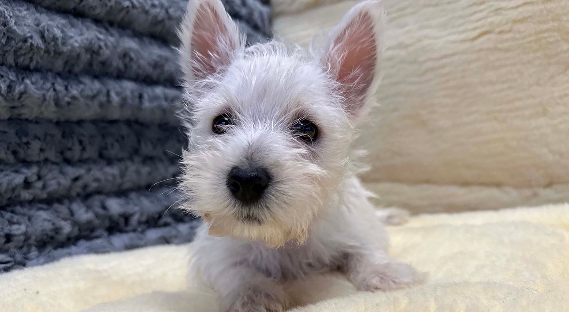 westie puppy.