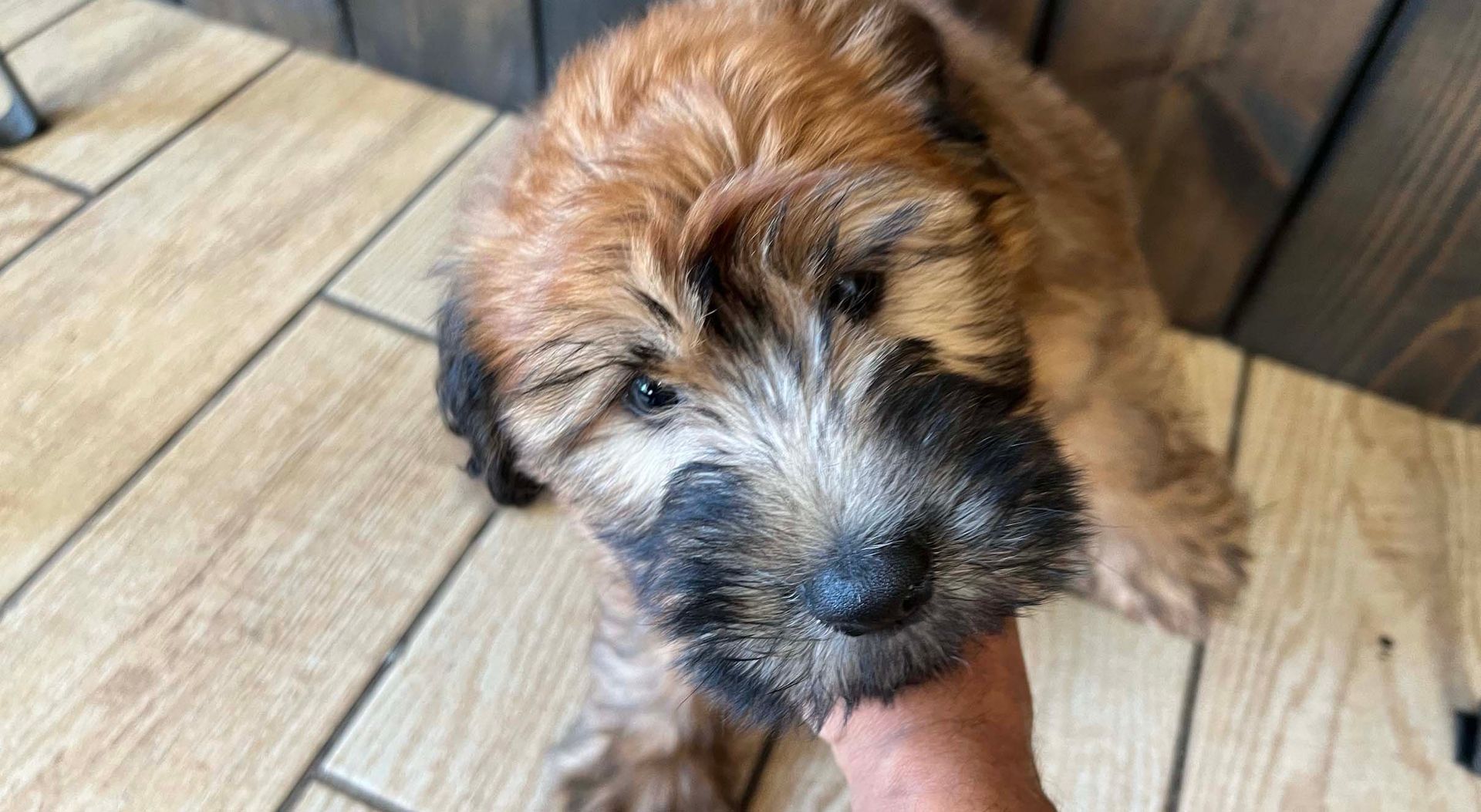 wheaten terrier puppy.