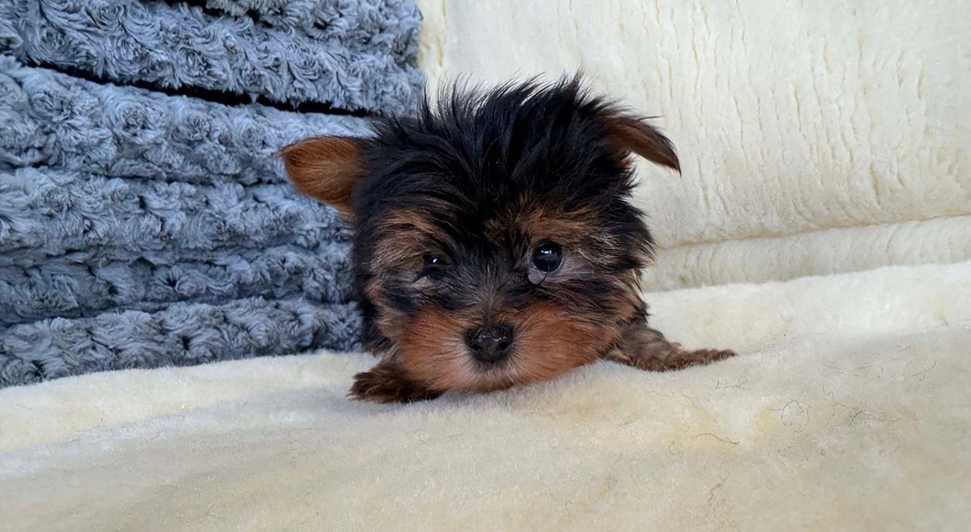 yokie puppy.
