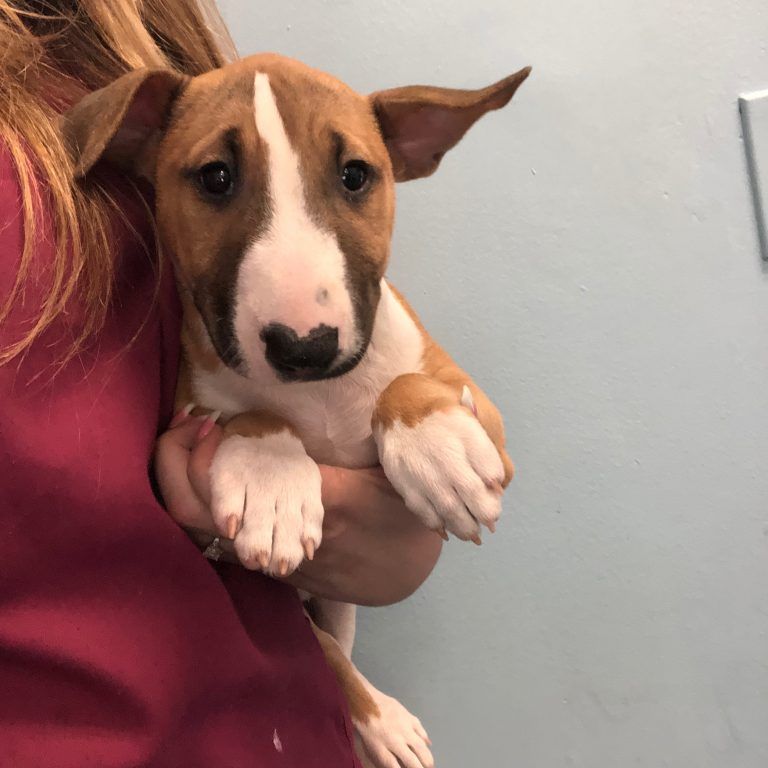 Bull Terrier Puppy for sale connecticut