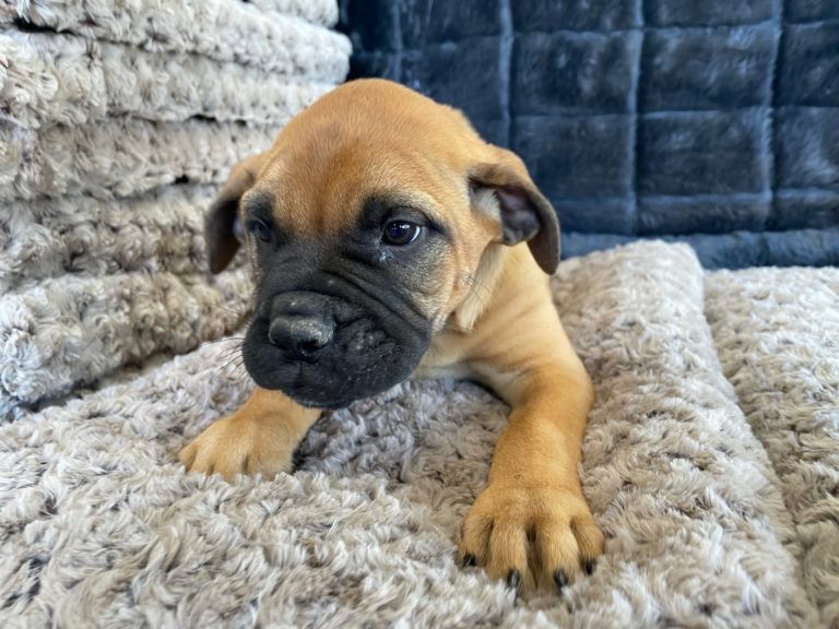 Bullmastiff Puppy