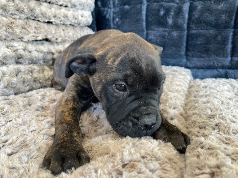 Bullmastiff Puppy