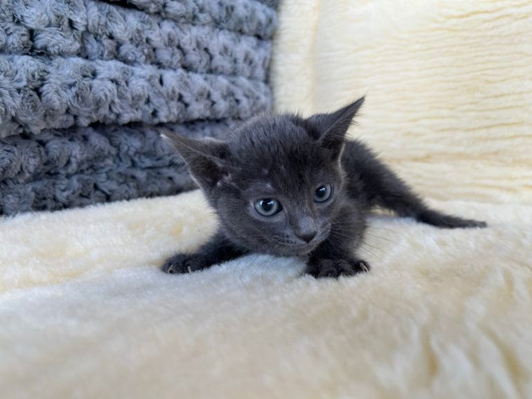 Burmese Kitten