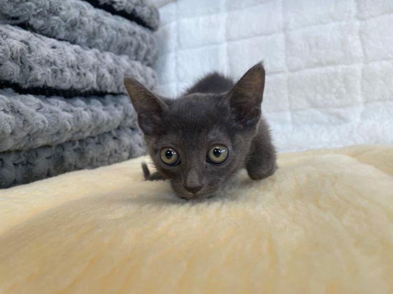 Burmese Kitten