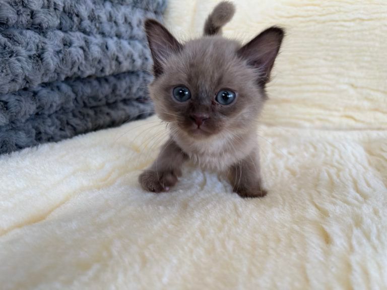 Burmese Kitten