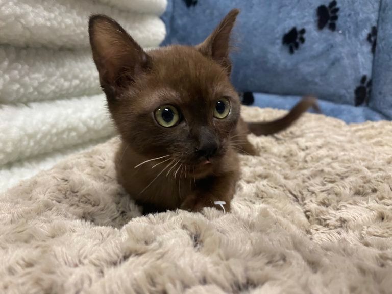Burmese Kitten