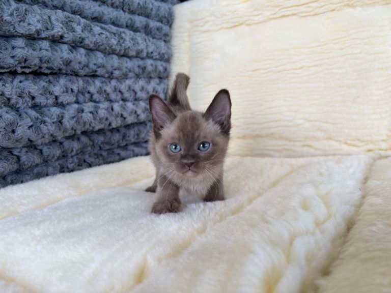Burmese Kitten