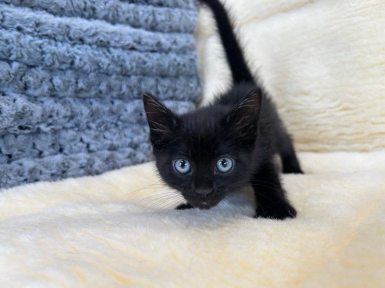 Burmese Kitten