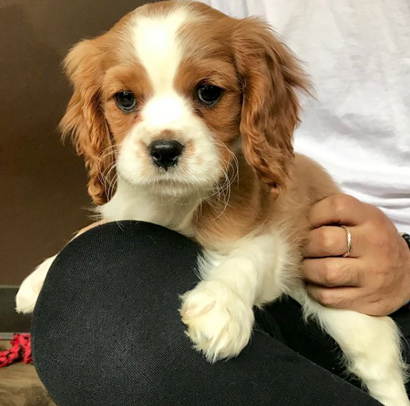 Cavalier King Charles Spaniel Puppy