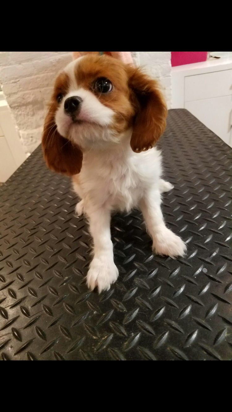 Cavalier King Charles Spaniel Puppy