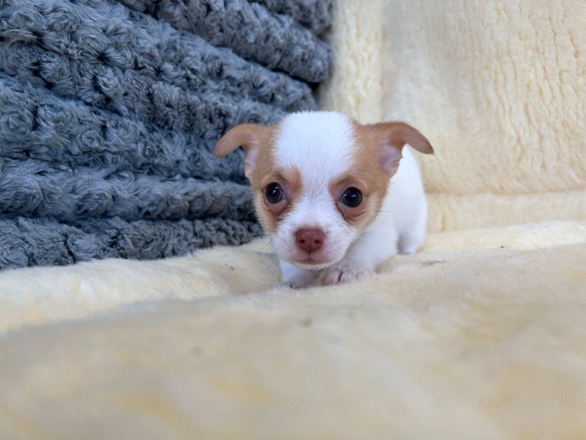 Chihuahua Puppy