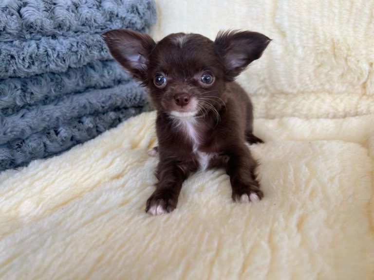 Chihuahua Puppy