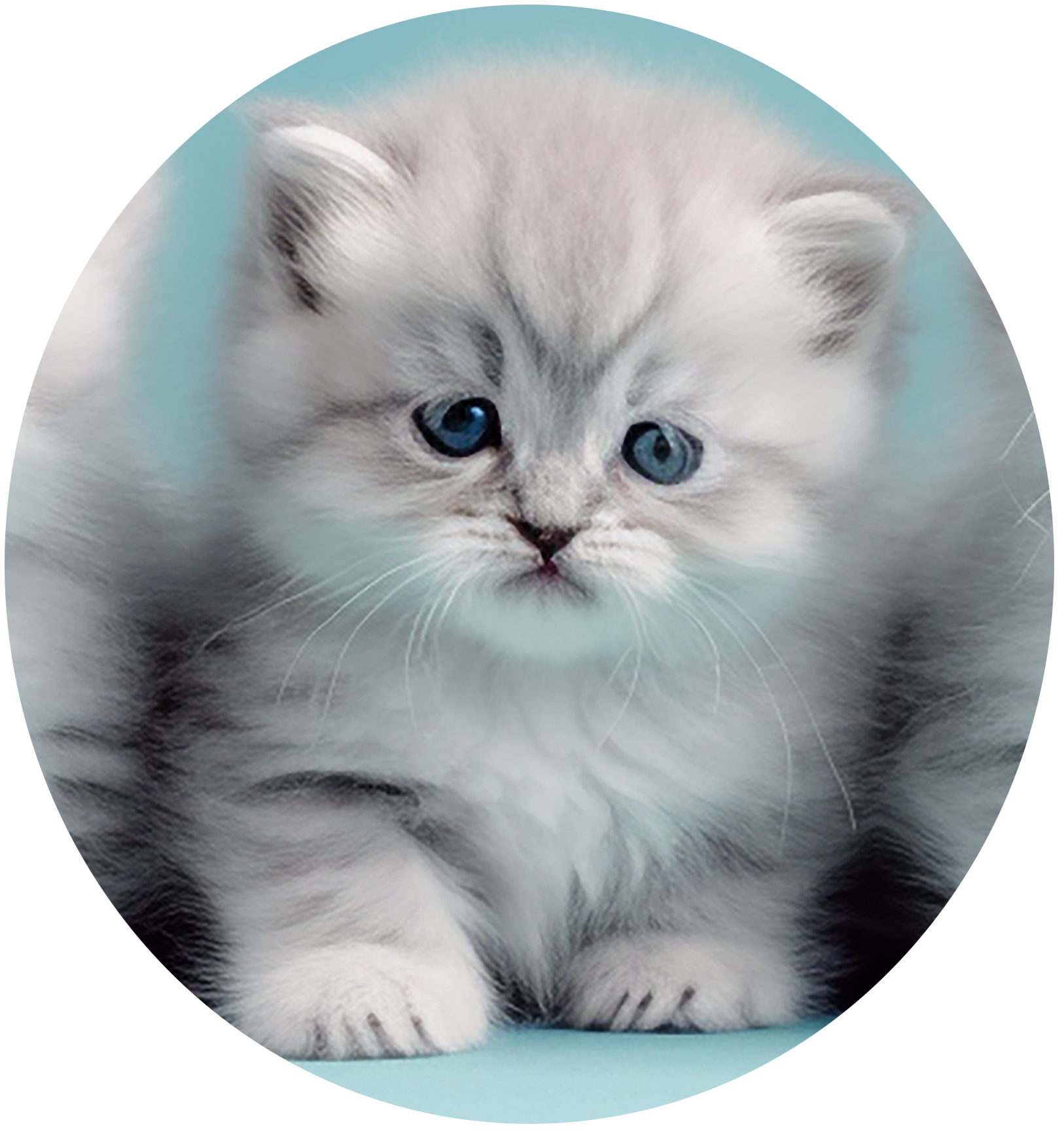 A kitten with blue eyes is sitting in a circle. Kittens for sell in Connecticut.