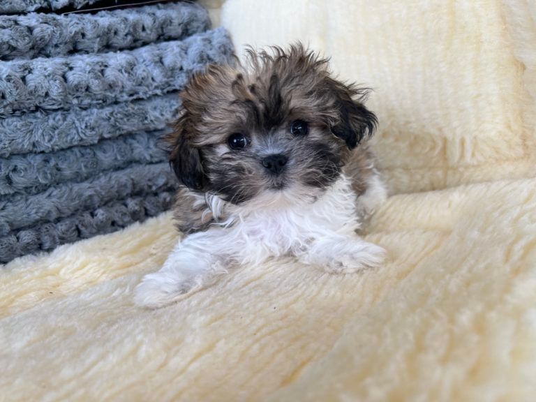 Designer Puppy
