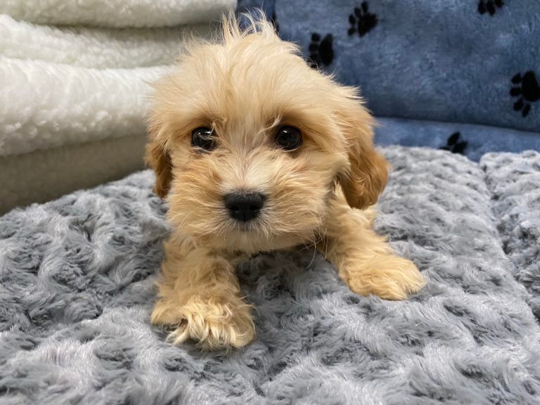 Designer Puppy