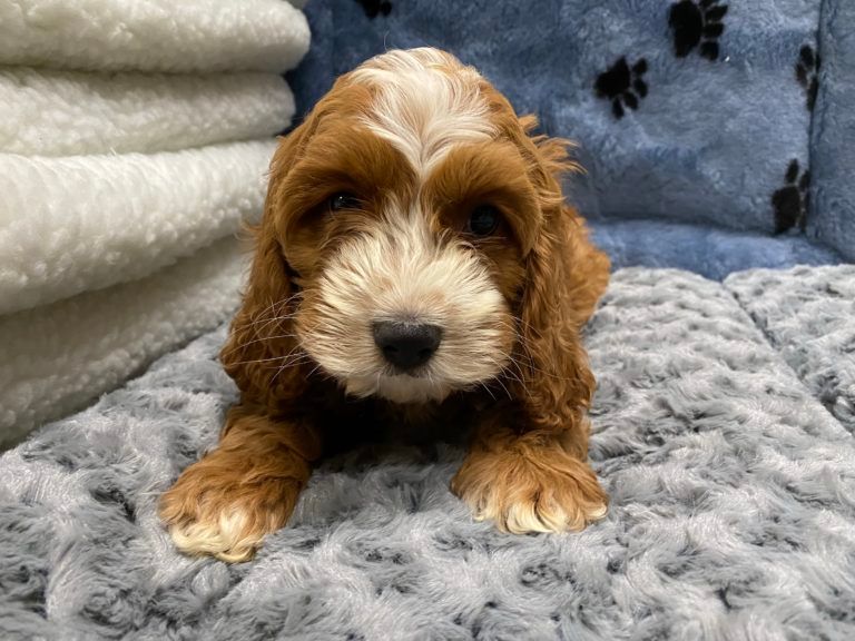 Designer Puppy