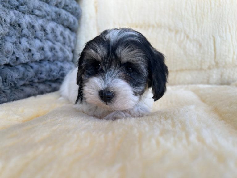 Designer Puppy