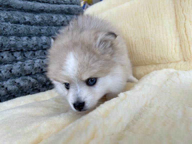 Designer Puppy