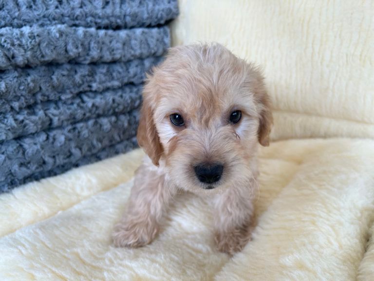 Designer Puppy