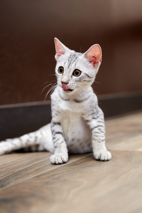 Egyptian Mau Kitten for sale connecticut