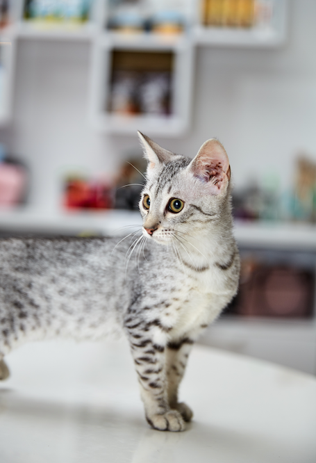 Egyptian Mau Kitten
