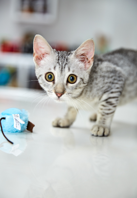 Egyptian Mau Kitten