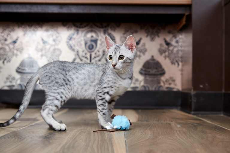 Egyptian Mau Kitten